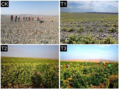 Improvement in gravel-mulched land soil nutrient and bacterial community diversity with Lonicera japonica